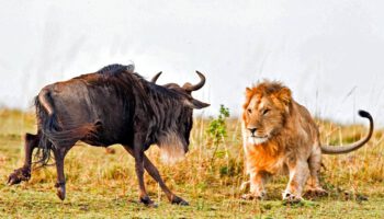 3 Days, 2 Nights Maasai Mara National Park