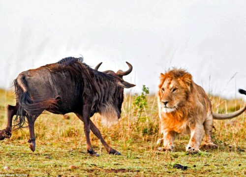 3 Days, 2 Nights Maasai Mara National Park