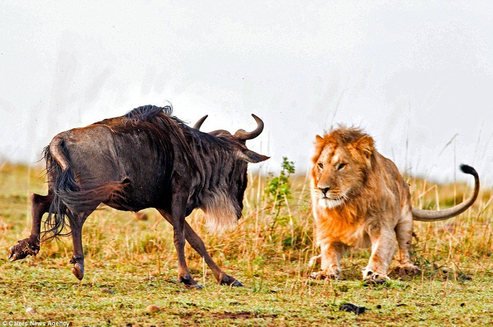 3 Days, 2 Nights Maasai Mara National Park