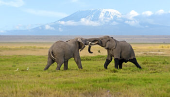 3 Days, 2 Night Amboseli Private Safari