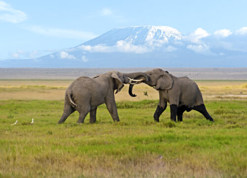 3 Days, 2 Night Amboseli Private Safari