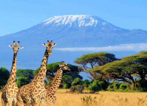3-Day Amboseli National Park Safari