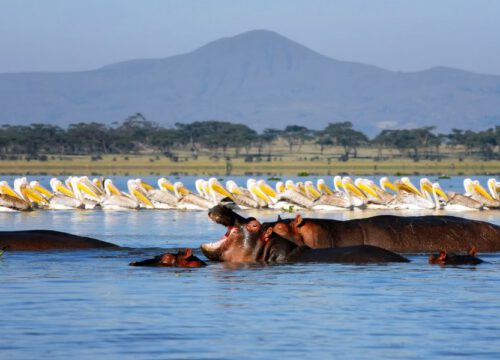 7 Days, 6 Nights Amboseli, Lake Naivasha, Lake Nakuru & Maasai Mara Safari