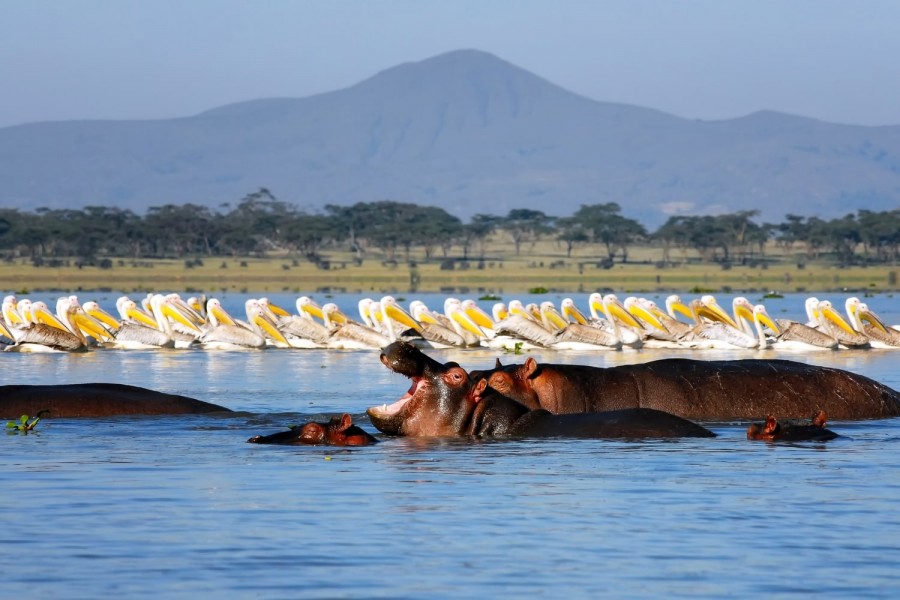 7 Days, 6 Nights Amboseli, Lake Naivasha, Lake Nakuru & Maasai Mara Safari