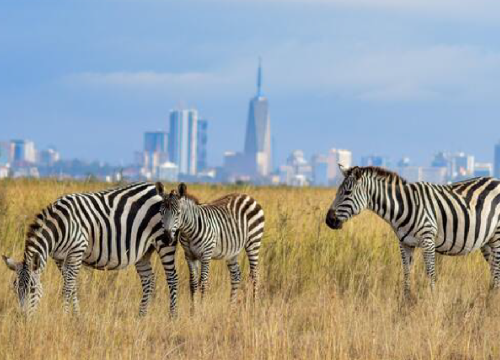 Nairobi National Park, Sheldrick Elephant Orphanage & Giraffe Centre Private Safari with Lunch