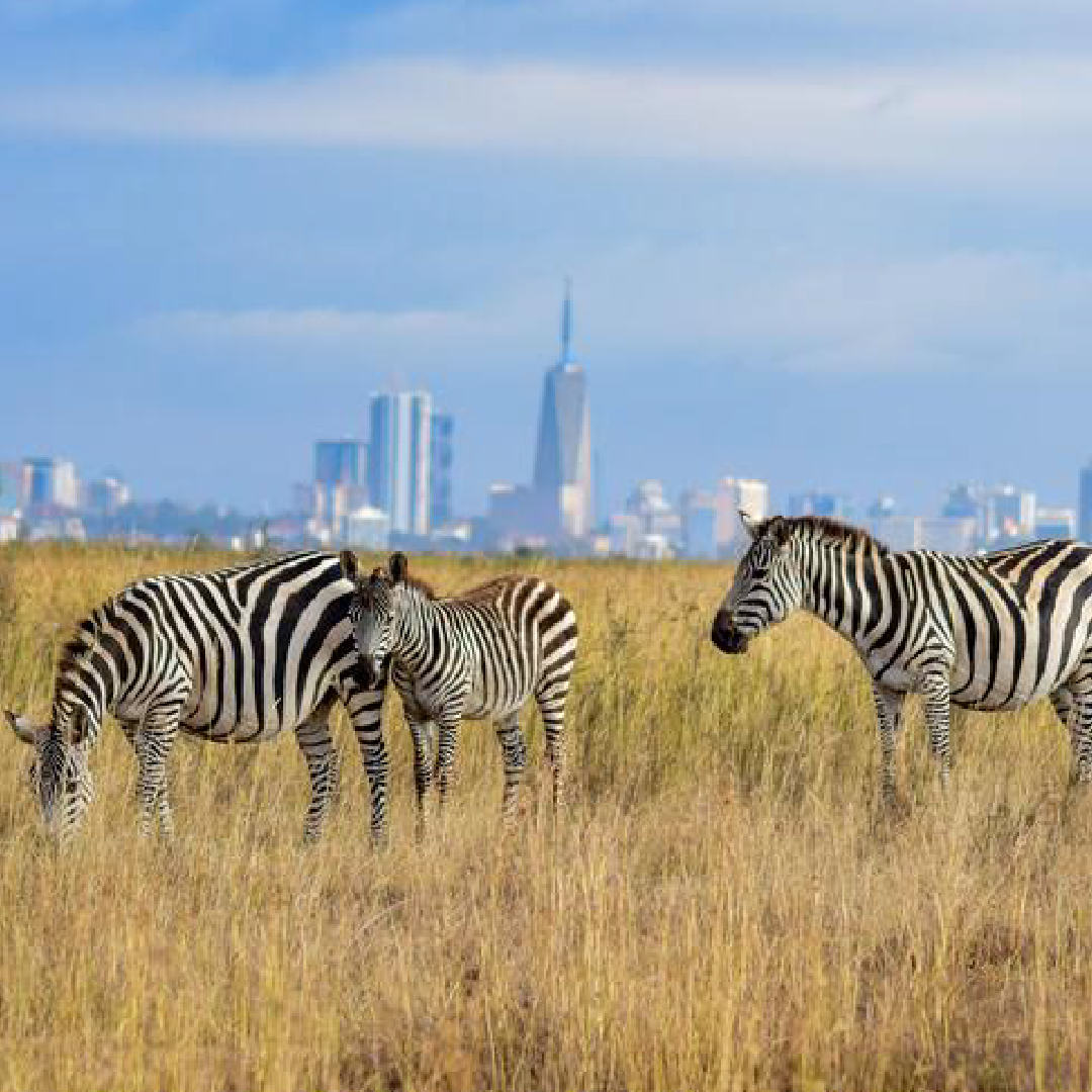 Nairobi National Park, Sheldrick Elephant Orphanage & Giraffe Centre Private Safari with Lunch